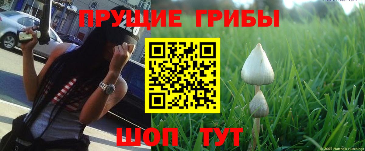 Славгород  Псилоцибиновые грибы Cubensis  Вход с VPN 